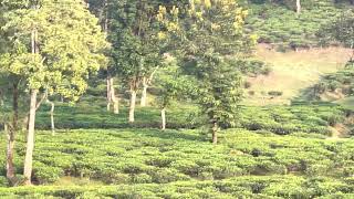 Sylhet tea garden