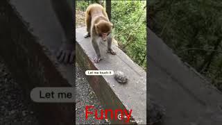 😡Monkey 🐵vs 😡 tortoise funny video #youtubeshorts #shorts