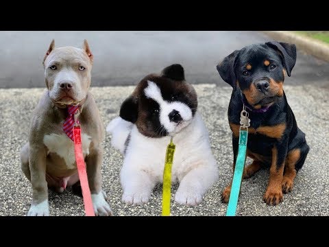 Video: Las 10 mejores razas de perros más divertidas