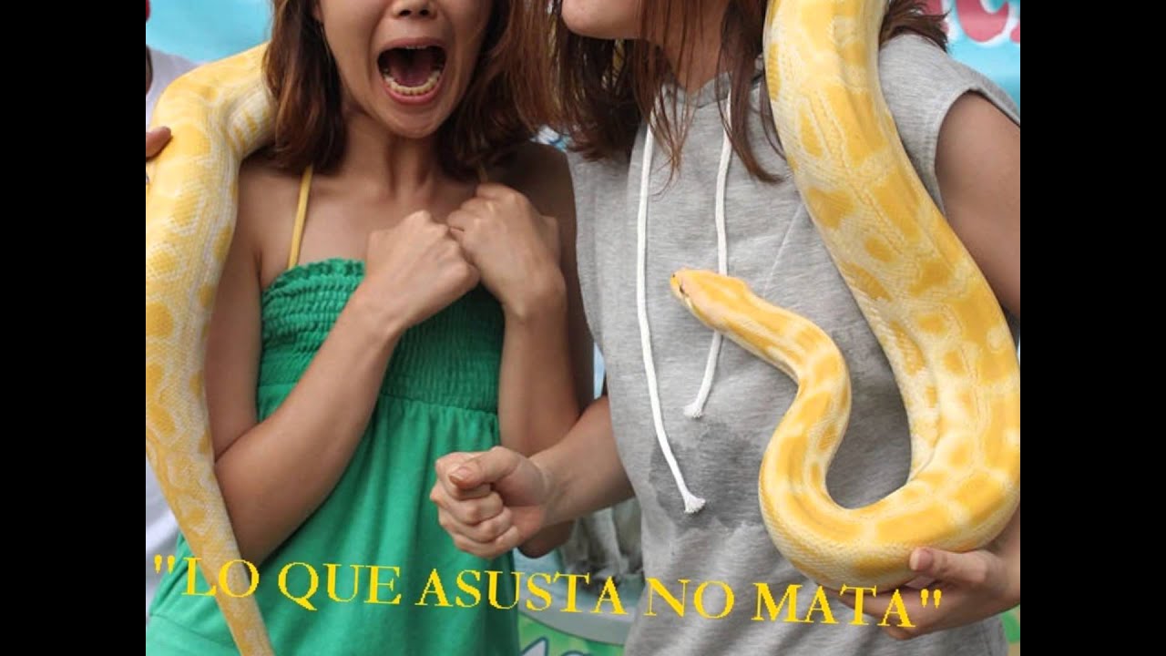 Почему боятся змей. Офидиофобия — страх змей.