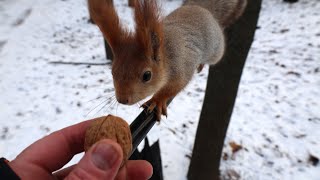 Удалось покормить Балерину / I managed to feed Ballerina Удалось покормить Балерину / I managed to feed Ballerina