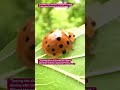 [Incredible Insect Archives] The Emperor Ladybug:A Miraculous Encounter in the Tree Canopy #4k #asmr