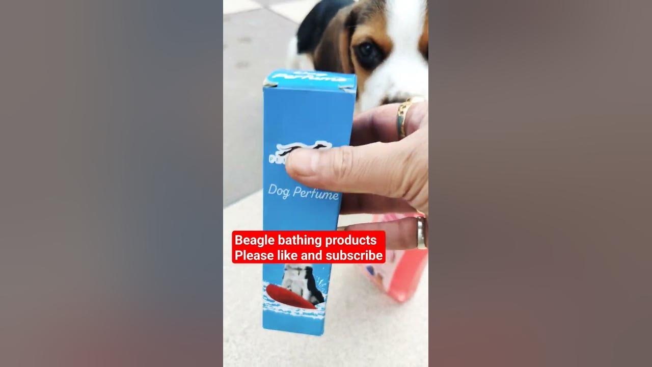 Beagle puppy's new shampoo and perfume dog beagle puppy YouTube