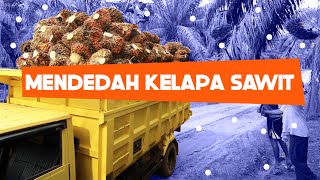 Mendedah Kelapa Sawit