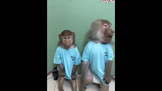 Wild Animal Park Baboons Renhouqingweile1 They Have All Improved