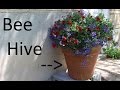 Gardening With Cody Week 3: Hive Disguised as Flower Pot