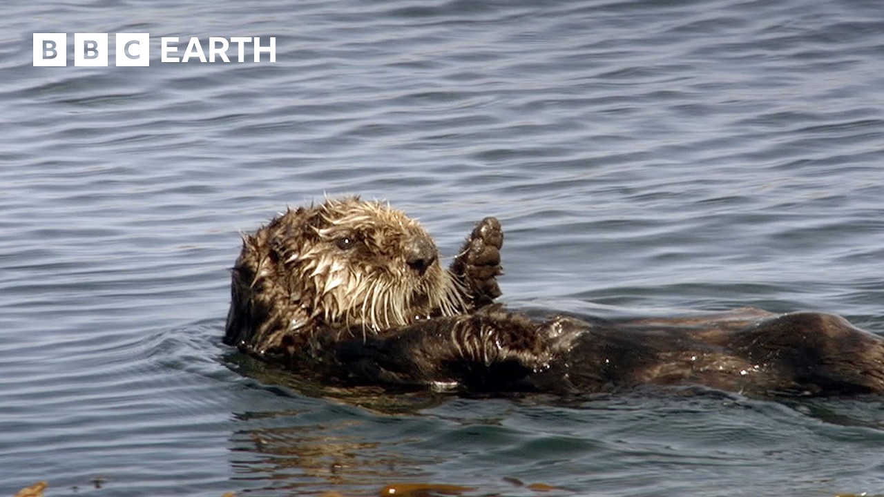 How Do Otters Insulate Themselves?