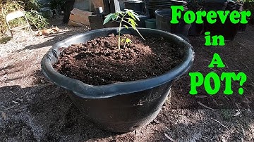 How Long Can You Keep Your Plant In a Container?