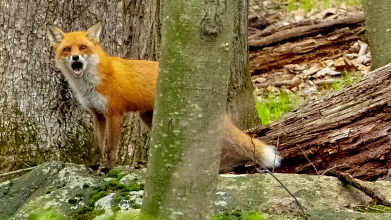 What *does* the fox say? 