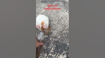 Thumbnail of Sehat selalu ya mpus..semoga kita berjumpa lagi #music #cover #song #cat #imut #cat #reels #kucing