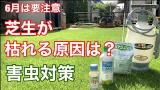 芝生の害虫対策と薬剤の紹介