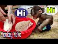 Monkey YoYo Jr is curious as 2 hedgehogs bathing|Baby Monkey|Family YoYo|