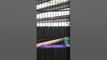 Mantap!! Suara Pijantung Pisang Gacor Rasa Tengkek Buto, Top Masteran Burung Juara | Kicau Tembak
