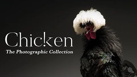 CHICken: Fine Art Photos of beautiful chickens. You got that right. - DayDayNews