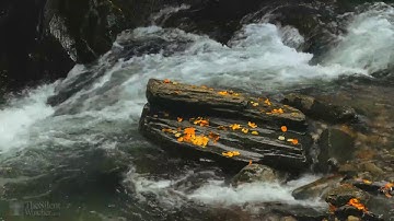 قرآن كريم ماهر المعيقلي سورة يس