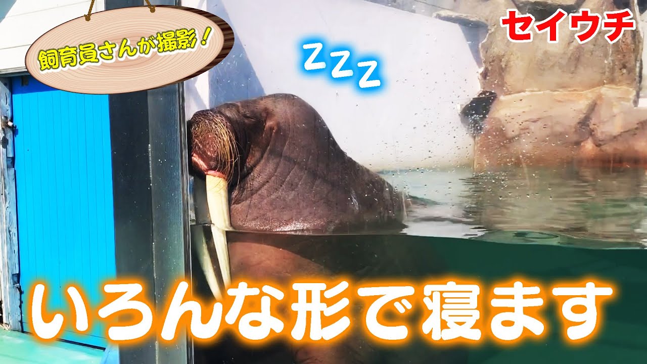 眠くて仕方がないセイウチの様子（Walrus） - YouTube