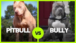 Pitbull vs. American Bully: What’s The Difference? screenshot 2