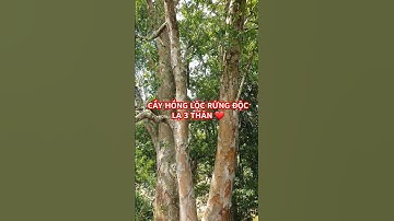 CÂY HỒNG LỘC RỪNG ĐỘC LẠ 3THÂN