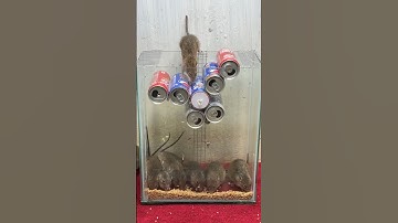 Best home mouse trap/Stupid mousetrap from cans #rat #mousetrap #mouse #rattrap
