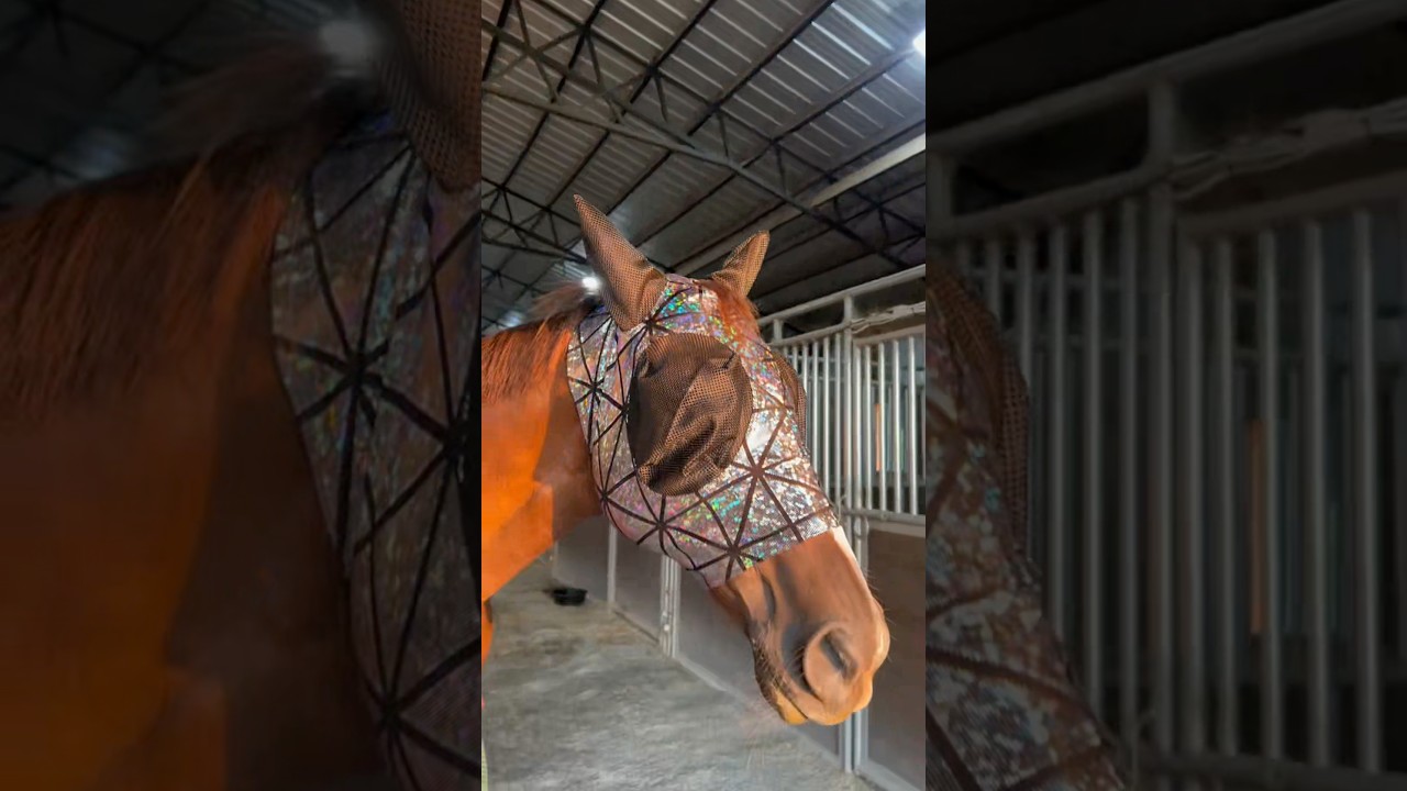 Why Horses NEED Disco Balls #goodtoknow #vet #medicine #educational #funfacts #lifehacks #survival