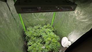 1 Month Of Growth With The New Slim 600H and Optic 6 Generation 4 Grow Lights