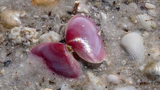 Finding Colorful Shells at the Beach in Southwest Florida