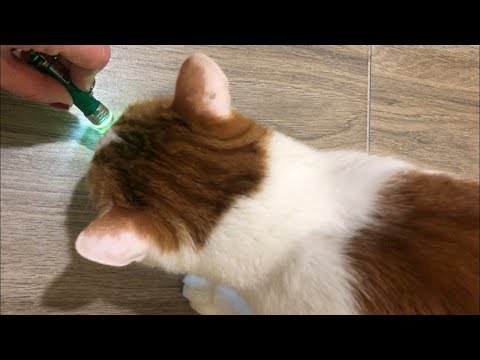 Лазерная указка для кошек с брелком CAPSBOARD CAT