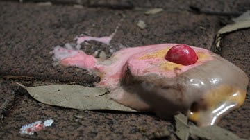 Science says the 5-second rule is a myth