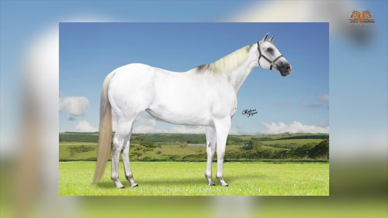 LOTE 17 - EMBRIAO GRANITE LAKE X EYE AM BUENO