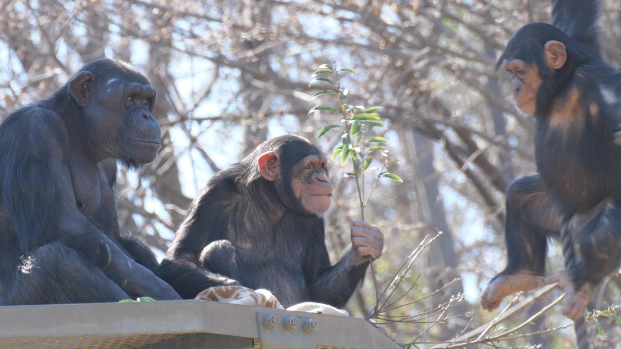 なかよし、ボンボンとディル　多摩動物公園　チンパンジー　202602