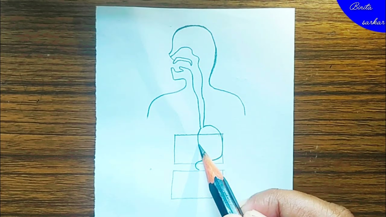 Human body drawing // digestive system drawing 