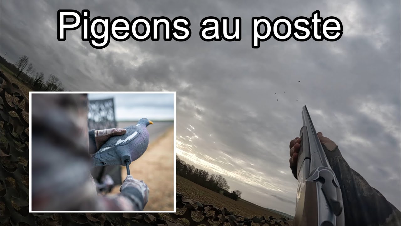 Destruction Pigeon de ferme  - calibre 20