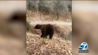 Video: Bear jumps onto car on way to Sequoia and Kings Canyon National Park I ABC7