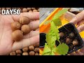 심심해서 해본 도토리 키우기🌳ㅣHow to grow a Oak tree from acorn seeds