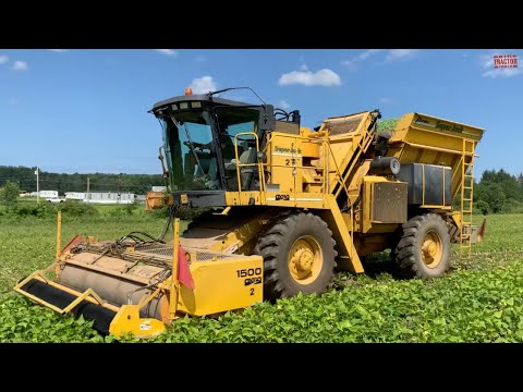 Video: Hva er Harvester Beans: Betingelser for å dyrke Harvester Beans