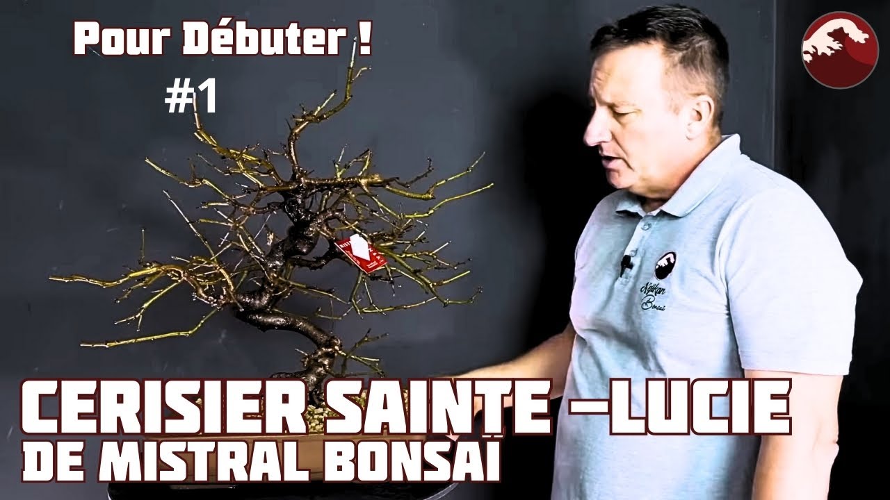 Cerisier Sainte-Lucie de la Pépinière Mistral Bonsai. Le Rempotage 🌱 NEJIKAN BONSAI 🌱