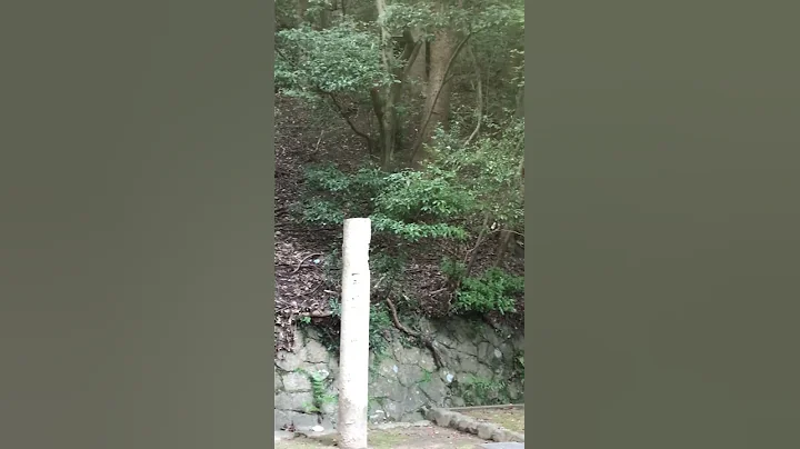 A sudden meeting with a wild boar family #wildboar #japan #kobe