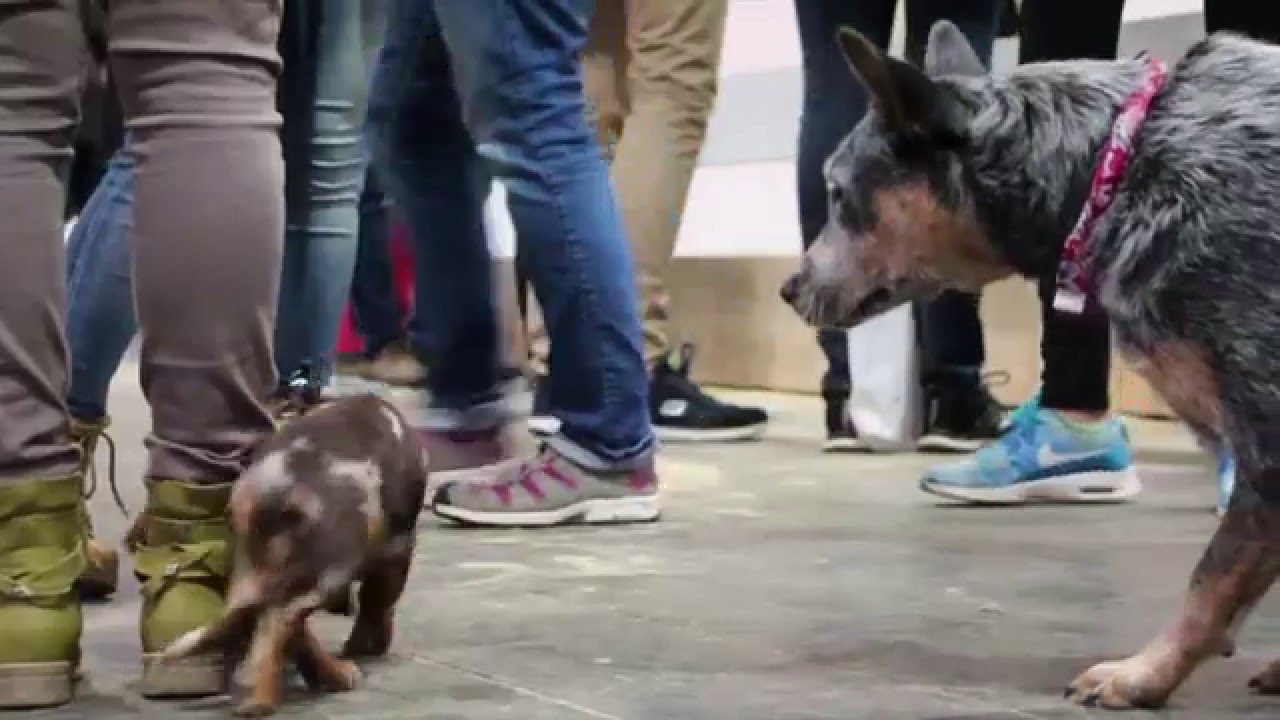 Pferd & Jagd 2015: Freitag