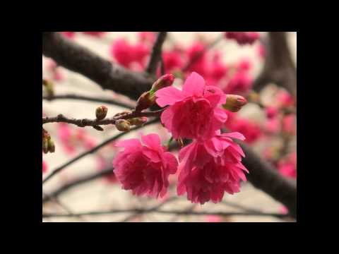 張瑞芳VS塗美雪-蝴蝶夢
