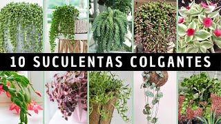 10 Suculentas COLGANTES 💚