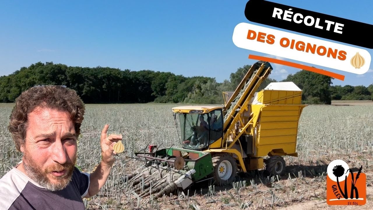 La récolte des oignons 🧅 2025
