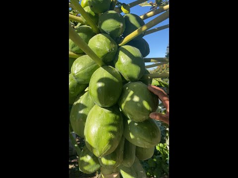 تجربة نموذجية لزراعة فاكهة البابايا في تونس سريعة النمو كثيرة الانتاج باهظة الثمن