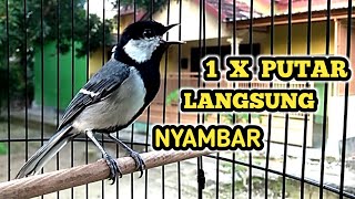 1 X Putar LANGSUNG Nyambar || Suara Gelatik Batu/Wingko Gacor Jernih bikin emosi LAWAN