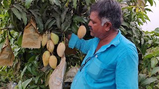 Nam Doc Mai || Sweet Mango || Saptagiri Nursery || whats app 7075858499 || Latest Mango variety