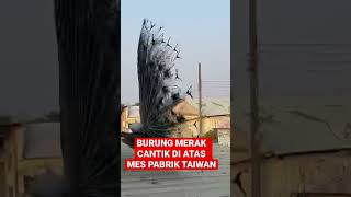 BURUNG MERAK LIAR CANTIK DI ATAS MES PABRIK TAIWAN tkitaiwanpabrikburungmeraktkitaiwanjobpabrik