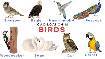 Các Loài Chim - Bé Học Tên Tiếng Anh Các Loài Chim | BIDRS