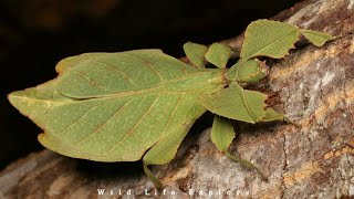 The Incredible World of Stick Insects | Masters of Camouflage