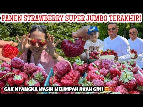 DILUAR DUGAAN PANEN STRAWBERRY DIAKHIR MUSIM!! SUPER JUMBO!! GAK NYANGKA MASIH MELIMPAH BEGINI 😭🍓🍓🍓
