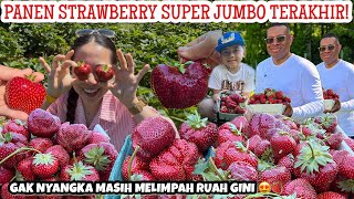 DILUAR DUGAAN PANEN STRAWBERRY DIAKHIR MUSIM!! SUPER JUMBO!! GAK NYANGKA MASIH MELIMPAH BEGINI 😭🍓🍓🍓