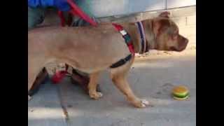 Marlena-Available At The Humane Society Of Missouri